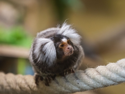 Witoorpenseelaap - De Zonnegloed - Dierenpark - Dieren opvangcentrum - Sanctuary